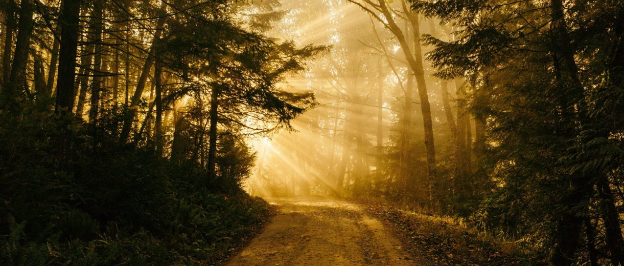 pathway between trees